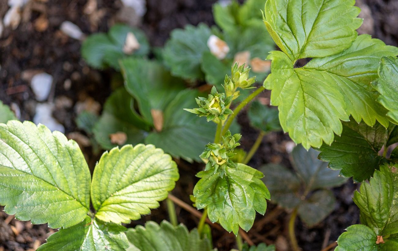 Ви втратите врожай полуниці, якщо не зробите в саду одну просту річ