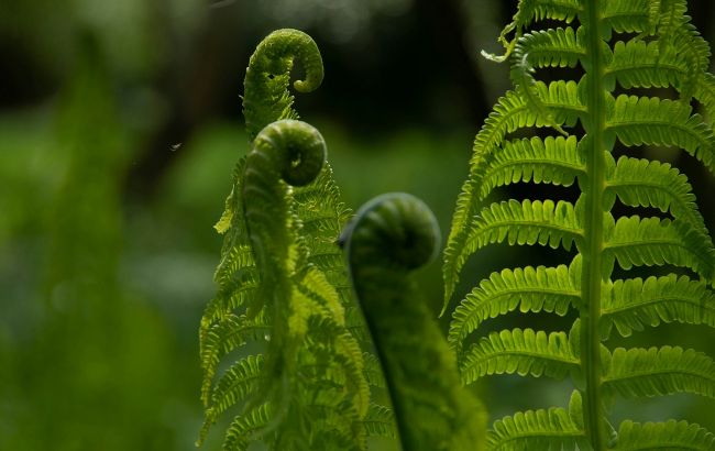 Секрет пышных папоротников: что обязательно сделать в марте, чтобы растение ожило после зимы