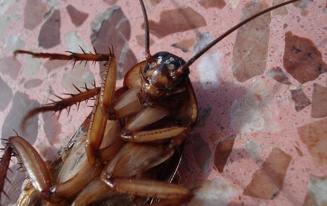 В еде харьковских курсантов обнаружили тараканов: Матиос опубликовал шокирующие фото