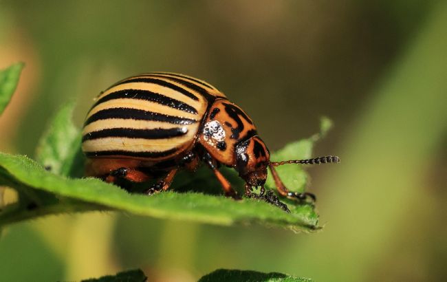 Жодного колорадського жука не буде на городі: ці народні методи потужніші за хімію