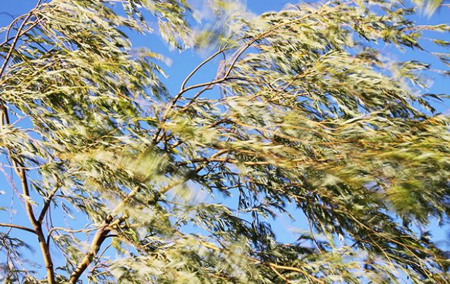 Синоптики предупреждают о грозах и шквалах в Киеве 28 августа