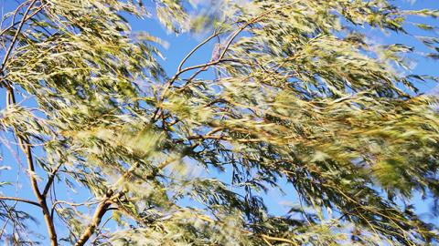 В Китаї майже 37 тисяч людей покинули домівки через шторм "Ханун"