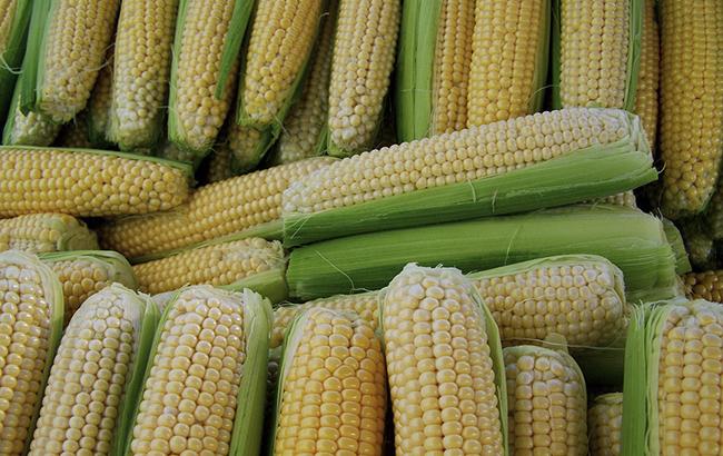 В двух районах Ивано-Франковской области ввели карантин из-за вредителей кукурузы