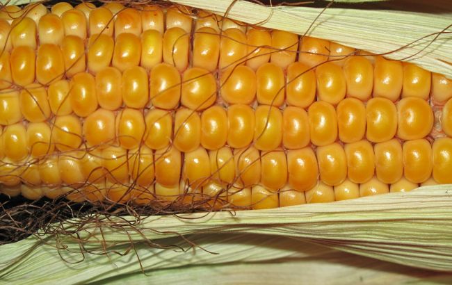 Неприємні факти про кукурудзу, які ви не знали