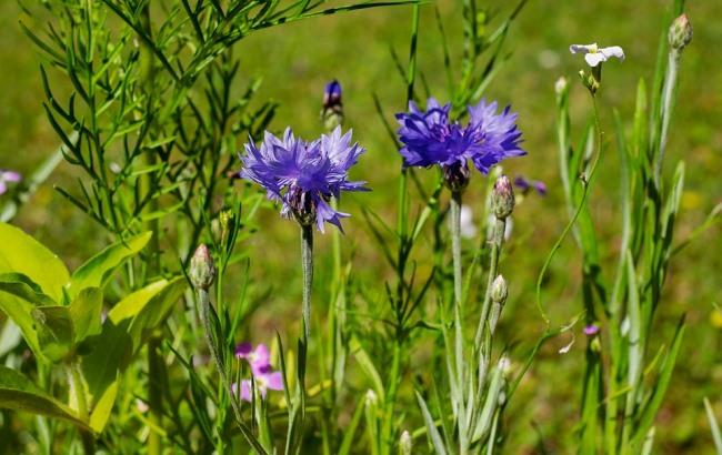 Будут "сюрпризы": синоптик дал прогноз на август