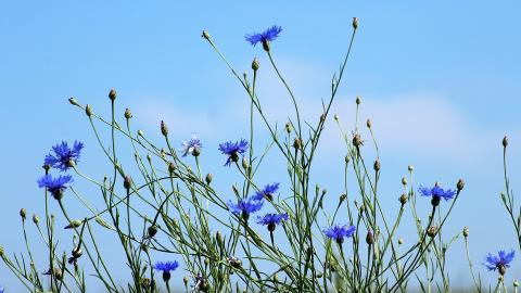 "Дощі ще будуть тривати": синоптик розповів, коли повернеться спека