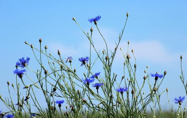 "Дожди еще будут продолжаться": синоптик рассказал, когда вернется жара