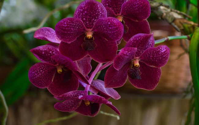 Орхидея расцветет в любое время без удобрения: как заставить ее выбросить цветонос