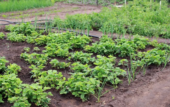 Главный секрет урожайного огорода на многие годы: как правильно составить схему севооборота растений