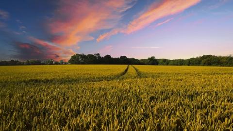 "Крик душі": на полі в Одеській області з'явився непристойний напис