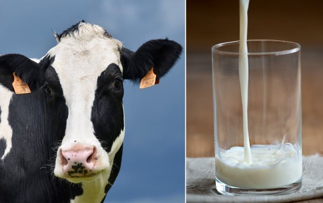 Цільне молоко проти пастеризованого. Яке більш корисне?
