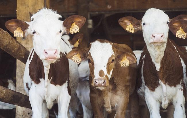 "Святі корови": мережу вразив величезний хрест з тварин (відео)