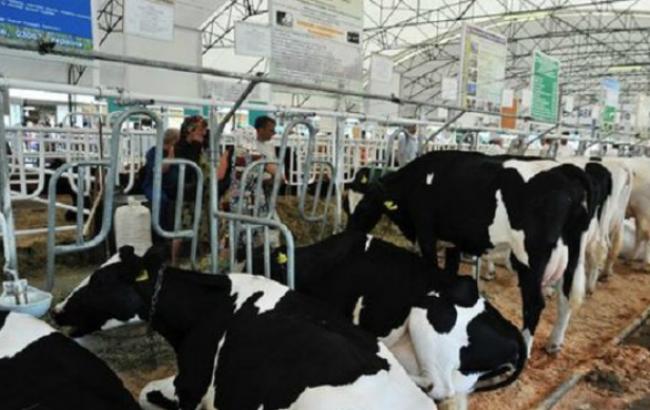 Експорт живої худоби з України зріс за півроку майже вдвічі, - УКАБ