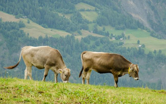 Пограничники в Луганской обл. пресекли переправку 6 коров в Россию