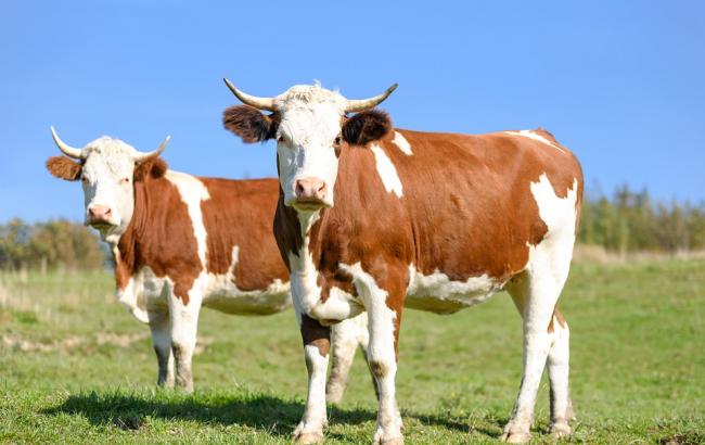 В Ивано-Франковской области стадо коров отравилось из-за химикатов на полях (фото)