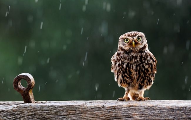 Погода на завтра: на півночі України дощі, температура до +27