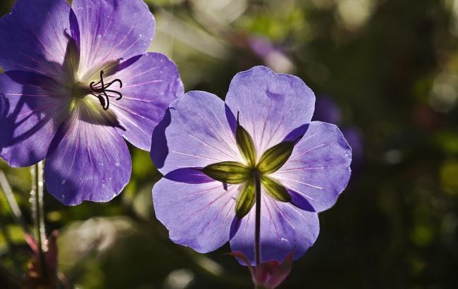 Без опадів: синоптики дали приємний прогноз на 8 серпня