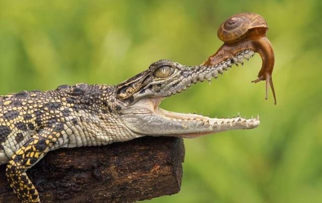 Заглянувшая в бездну: самая бесстрашная улитка на свете