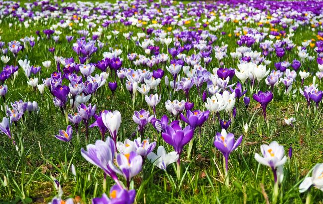 Таке буває раз на рік! Чому варто поспішити у Карпати, щоб побачити цвітіння крокусів (фото)