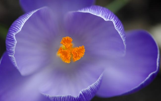 Невероятные фото: на Закарпатье расцвели крокусы