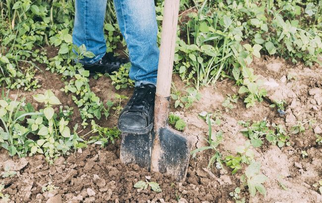 Не выбрасывайте сорняки. Секретный способ превратить их в "золото" для огорода