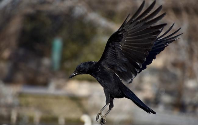 Бьют крыльями и когтями: в Киеве участились нападения ворон на людей