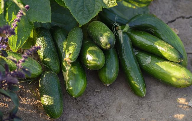 Огірки, посаджені в кінці червня цим хитрим способом, завалять вас врожаєм