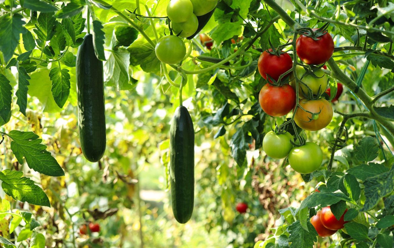 Дріжджове підживлення томатів та огірків рецепти