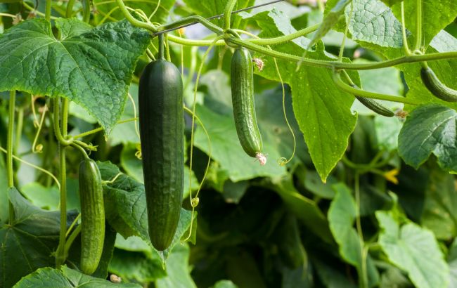Тільки досвідчені городники знають, навіщо поливати огірки харчовою содою