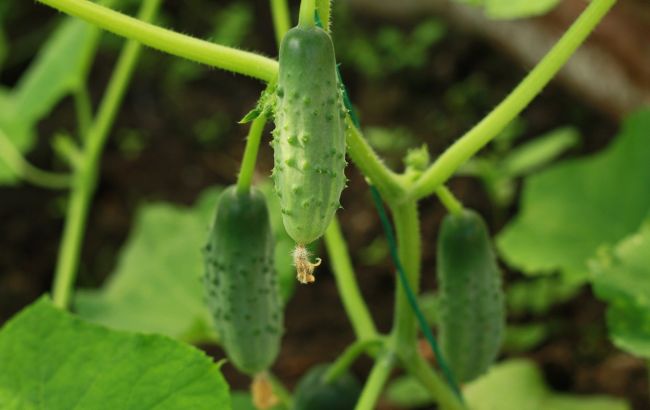 Як виростити 100 кг огірків всього з шести кущів: досвідчені дачники відкрили секрет