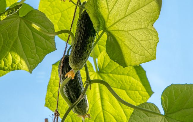 Огурцы будут расти до самых морозов: огородники раскрыли секрет