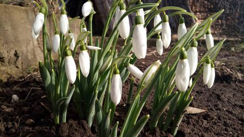 В Одессе среди зимы случилось весеннее чудо: люди любуются