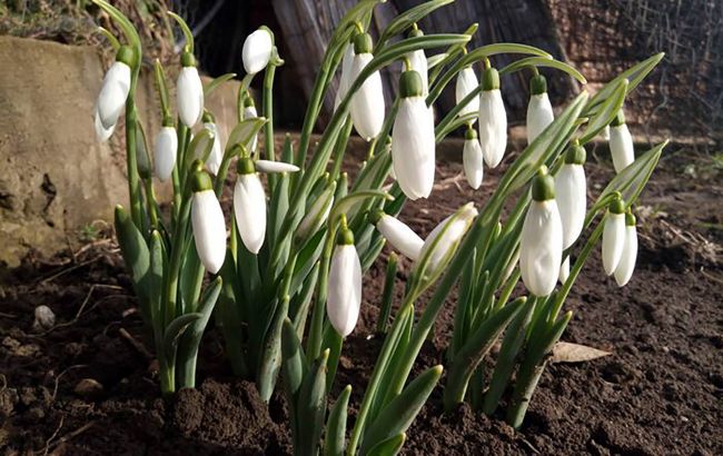В Одесі серед зими сталося весняне диво: люди милуються