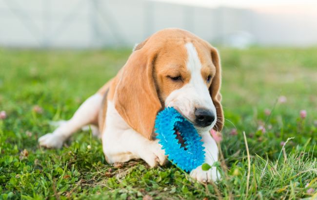 Чому собаки їдять траву і коли через це варто непокоїтися