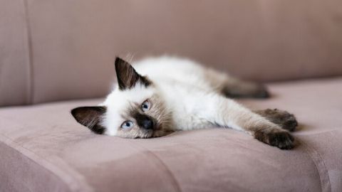 5 удивительных фактов о сиамских кошках
