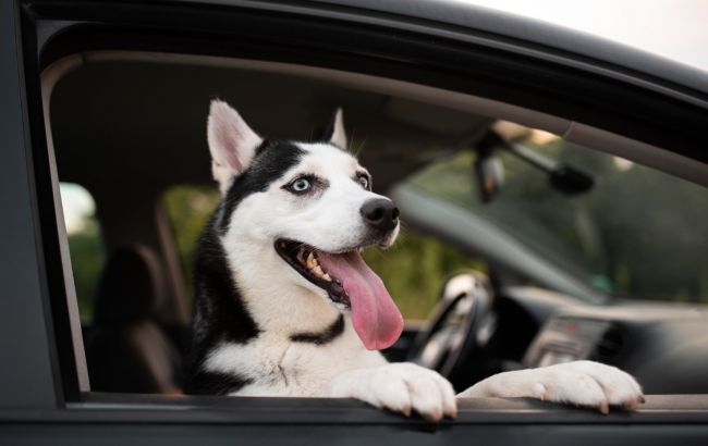 Чому не можна дозволяти собакам висовувати голову з вікна машини