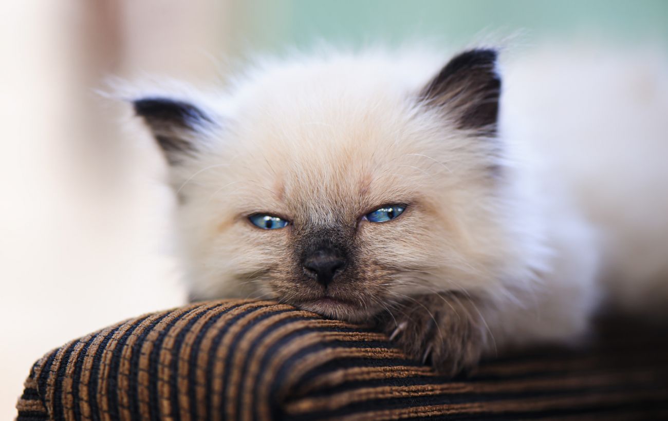 Фізіологічні властивості сльоз у котів