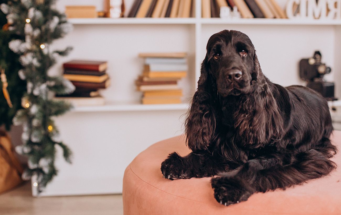 8 порід собак, у яких майже відсутній мисливський інстинкт