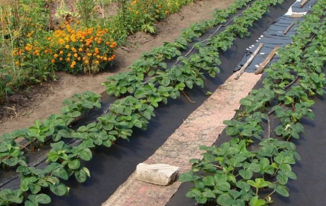 Чем подкормить клубнику осенью, чтобы на следующий год иметь большой урожай