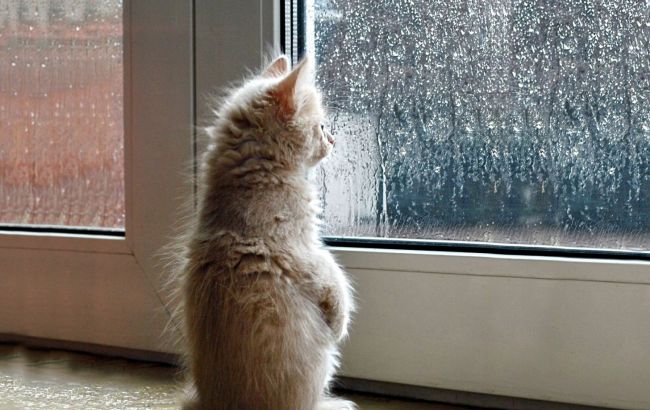 Погода на сьогодні: в Україні місцями дощі, температура до +26