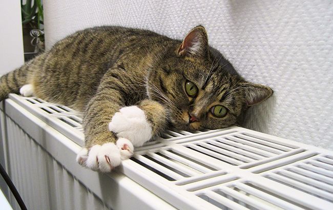 В США сообщили о способности кошек заражать друг друга коронавирусом