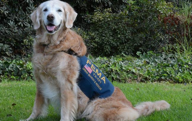 Умерла последняя из собак, спасавших людей 11 сентября