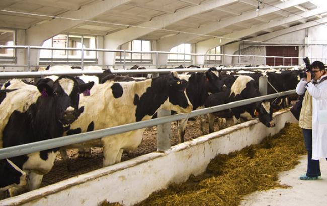 МинАПК возместил селянам 826 тыс. грн на покупку скота