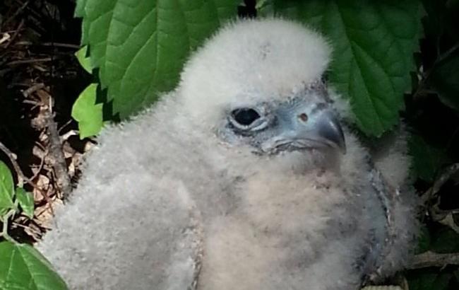 В Одесі в дитячому таборі знайшли незвичайного пташеня