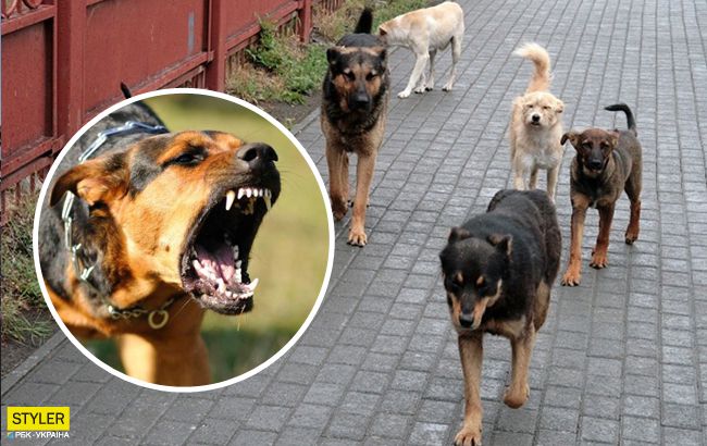 Разодрали домашних животных: под Львовом стая бродячих псов держит в страхе все село