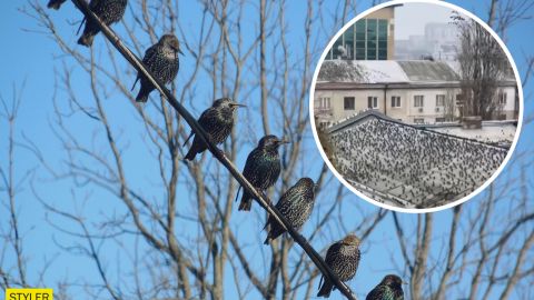 Одесу атакували голодні шпаки: жителі міста налякані (відео)