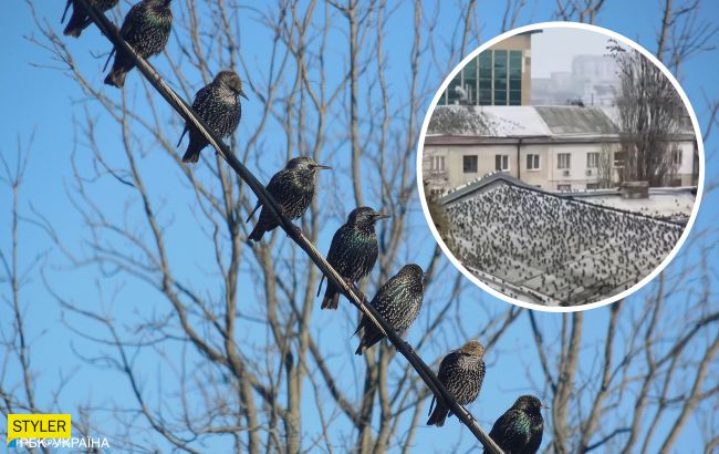 Одессу атаковали голодные скворцы: жители города напуганы (видео)