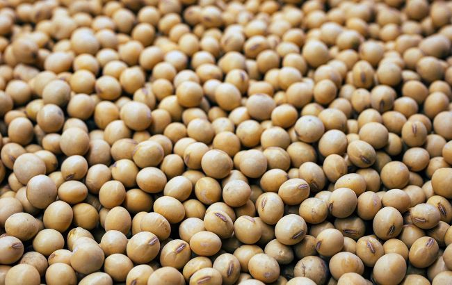 Суперпродукт для ваших мышц: почему стоит добавить сою в свой рацион