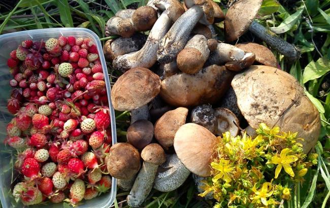 Крымские депутаты ввели норму сбора грибов и ягод в лесу