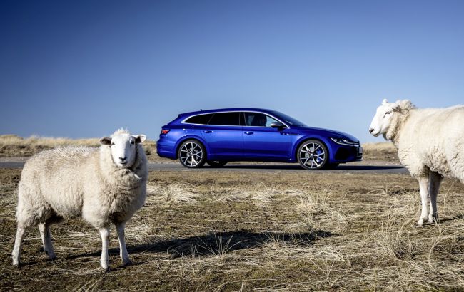 Работают овцы и ослы: на заводе Volkswagen в США появились необычные сотрудники
